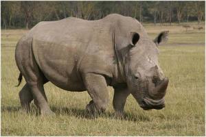 Sudáfrica evacuará a centenares de rinocerontes para protegerlos de la caza furtiva