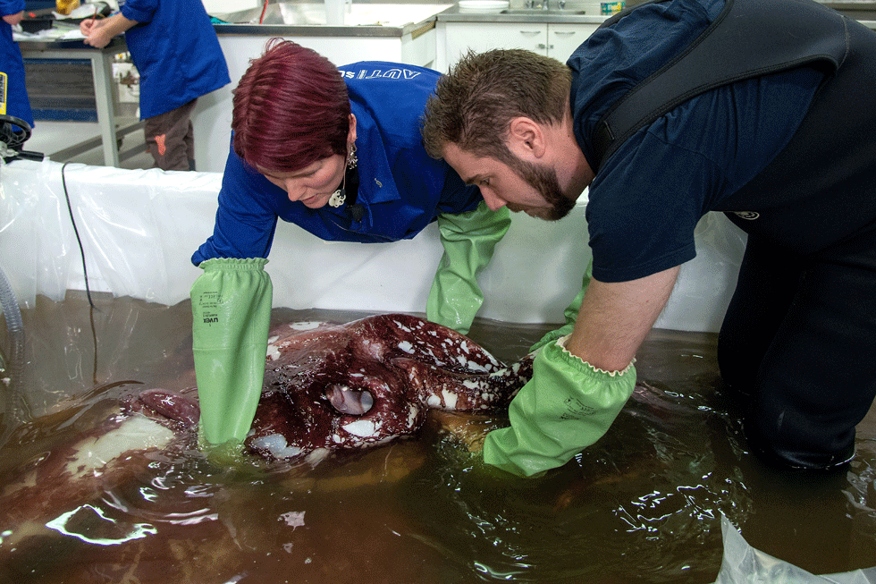 Autopsian un calamar gigante (Fotos)