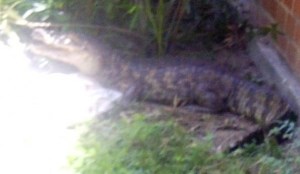 Atraparon a cocodrilo de dos metros en Guarenas (Foto)