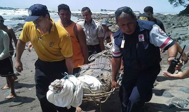 Tremendo cocodrilo de 3,5 metros de largo fue capturado en playa de Costa Rica