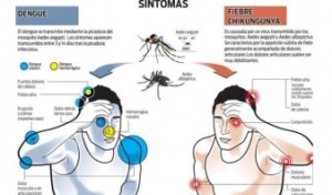 El chikungunya no repite, pero su etapa crónica puede durar hasta 3 años