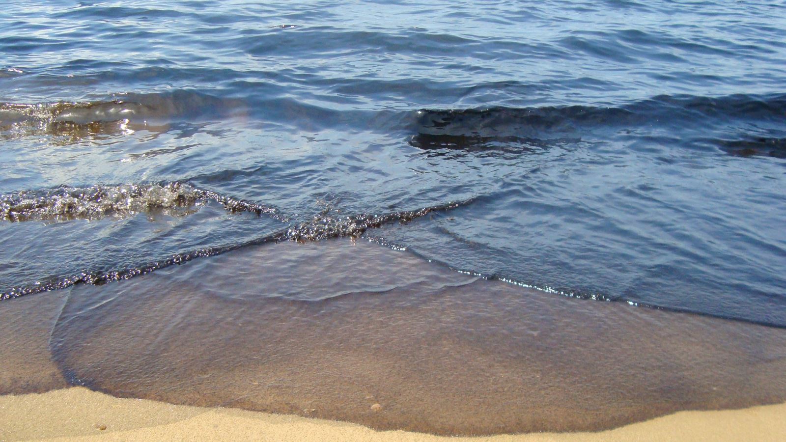 Enfermedades y exterminio de fauna marina por derrame de crudo en Amuay