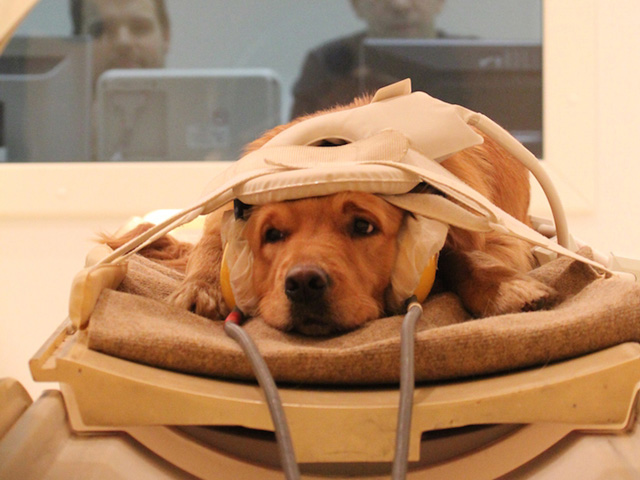 Escáneres cerebrales revelan lo que los perros realmente piensan de nosotros