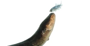 La anguila eléctrica es capaz de controlar los movimientos de sus presas a distancia (Video)