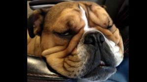 Gaia, un bulldog que no para de roncar y te hará reír (Video)