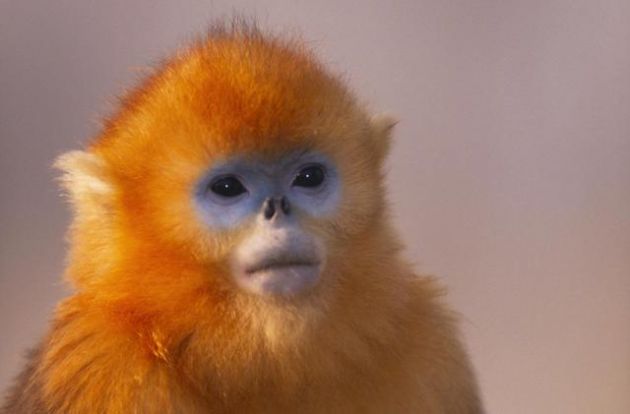 Conoce a uno de los primates más raros del mundo