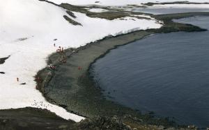 Especies invasoras amenazan el ecosistema de la Antártida