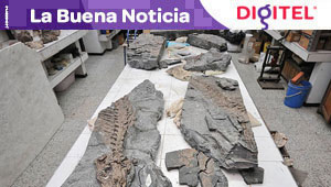 Hallan en Colombia fósil casi completo de un reptil marino del cretácico