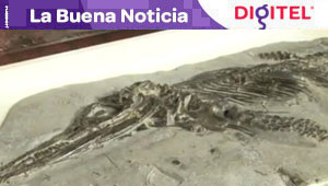 Fósil almacenado en un museo es una nueva especie de ictiosauro