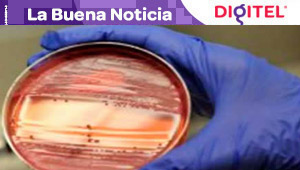 Científicos españoles hallan un material alternativo a la celulosa