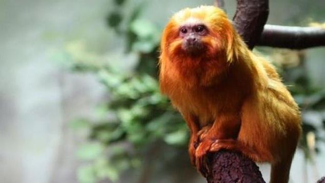 Mono en peligro de extinción sufre accidente y muere en el zoológico