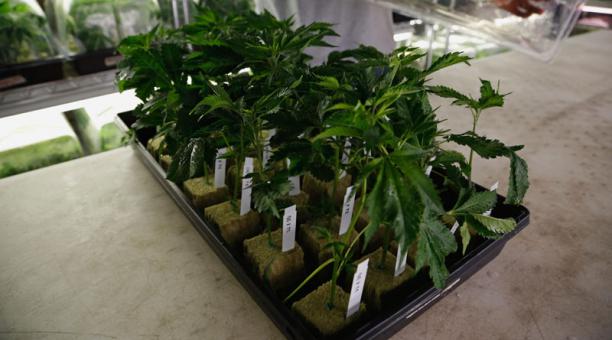 Celebran legalización de marihuana en Washington repartiendo más de 15.000 semillas