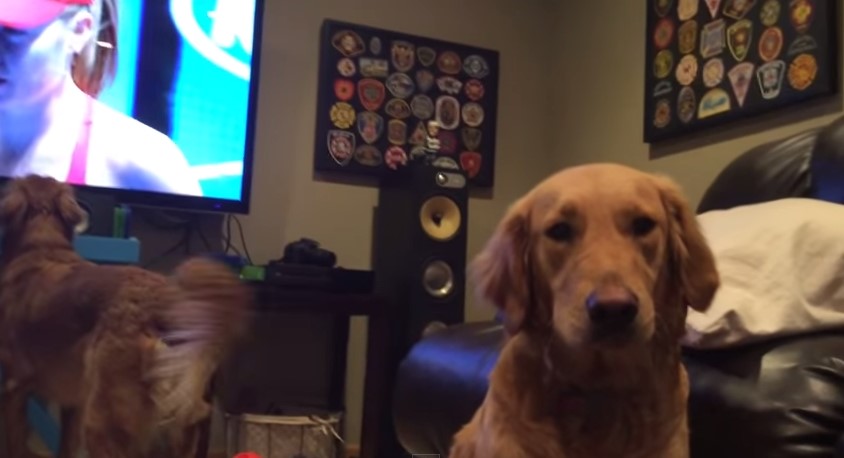 Video: Perro disfruta como loco un partido de tenis… ¡en televisión!