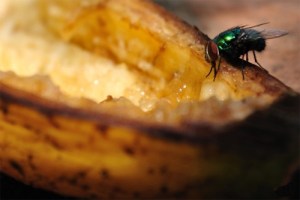 Las moscas recuerdan el contenido calórico de los alimentos, según un estudio