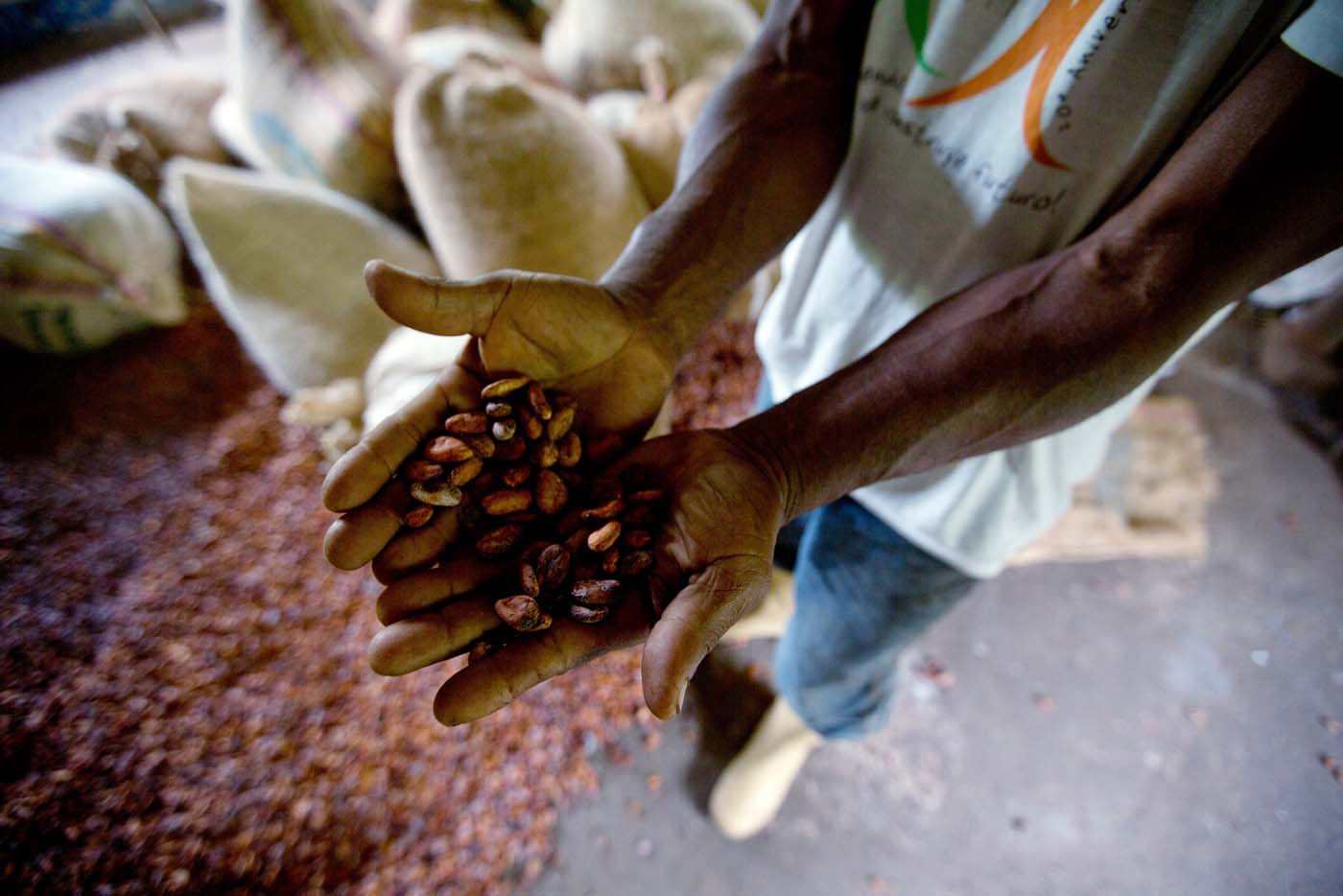El cacao venezolano se pudre, esperando que el Gobierno permita su exportación (fotos)