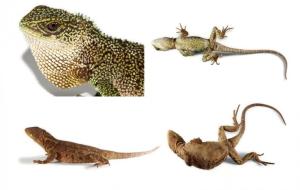 Descubren tres nuevas especies de “dragones” enanos