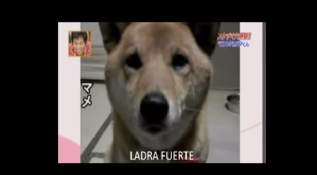 Tan bonito el perro que sabe ladrar bajito (VIDEO)