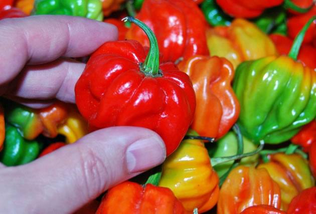 En el Mercado Guaicaipuro el precio del ají dulce salta de una semana a otra