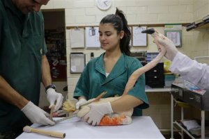 Flamingo en zoológico de Brasil recibe una pata artificial