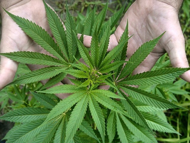 Aseguran que la marihuana puede curar las fracturas de los huesos