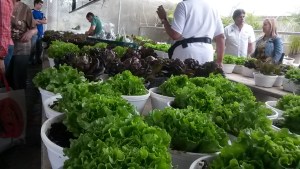 La Venezuela de lo Posible: El vivero “El Horticultor” de la USB (reportaje especial)