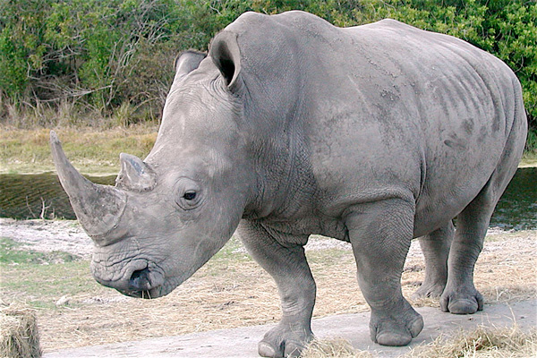 Muere rinoceronte blanco en zoológico de EEUU y solo quedan tres en el mundo