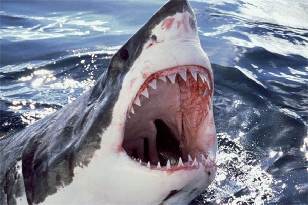 ¡WTF! Se tiró al mar escapando de la policía pero lo “sentenció” un tremendo tiburón (+video)