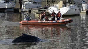 ¿Ya viste la ballena perdida que sorprendió a los residentes de Puerto Madero en Argentina? (Fotos)