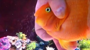 ¡INCREÍBLE! Este pez demuestra que a ellos también les gustan las caricias (Video)