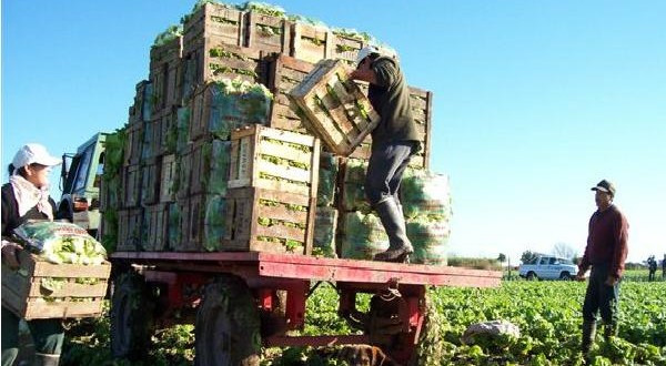 El brutal impacto del cierre de la frontera en la producción agrícola en los Andes venezolanos