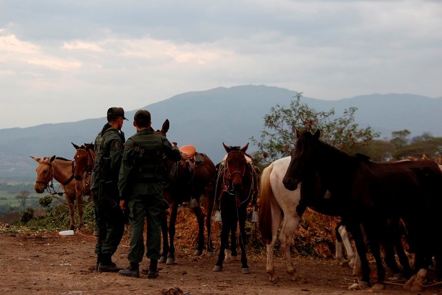 Detienen caravana de caballos, burros y mulas en la frontera Colombo-Venezolana