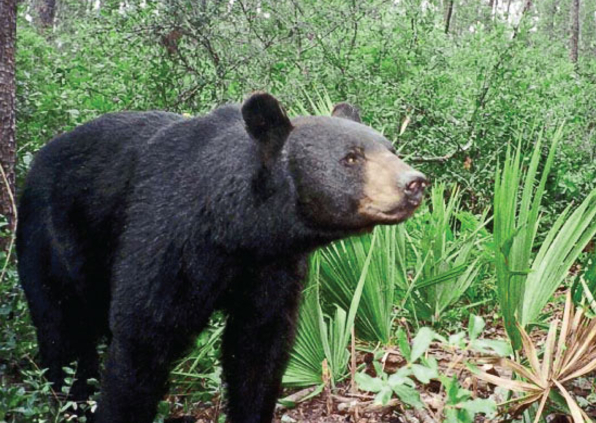 Opositores de la Florida buscan medida cautelar contra la cacería de osos negros