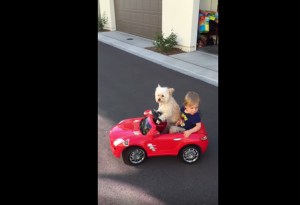 Te presentamos a Daisy, la perrita que conduce el carro de su dueño (Video)