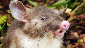 Descubierta nueva especie de mamífero, un “ratón musaraña”