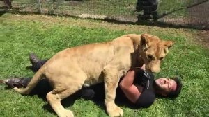 Pudo matarlo, pero la leona decidió abrazar a su cuidador (Video)