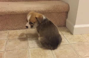 ¡Aaaawww! Este cachorrito está en un aprieto (Video)
