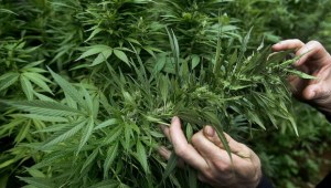 Gobierno colombiano ultima decreto que legaliza marihuana para uso medicinal