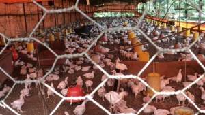 Saquean granja avícola de Roberto Enríquez en Carabobo