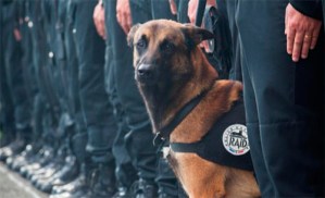 Piden en Facebook la Legión de Honor para Diesel, la perra policía abatida en Saint Denis