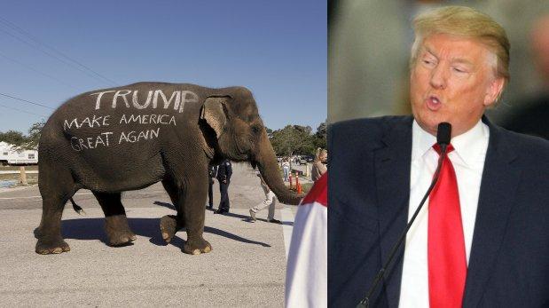 LAMENTABLE: Grafitearon un elefante para promover a Donald Trump (FOTO)