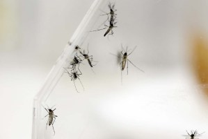Reportan 40 casos sospechosos de virus Zika en Nueva Esparta