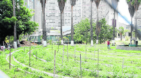 Abastecimiento no mejoró a más de 10 años de los cultivos organopónicos