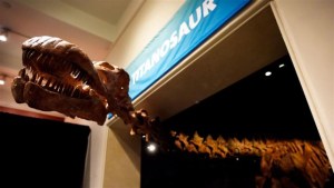 Exponen la representación del tiranosaurio más grande del mundo
