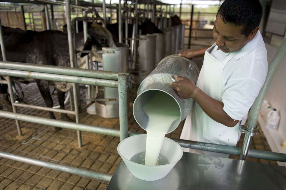 Hurtan de industria láctea material no apto para el consumo humano en el Zulia (COMUNICADO)