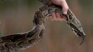 ¡VENGANZA! Fue atacado por una serpiente venenosa y la mató… A MORDIDAS