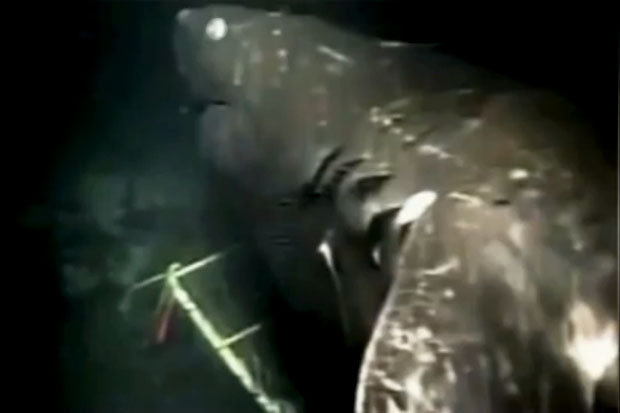 ¿Megalodón?… filman supertiburón de 18 metros de largo  (Video)