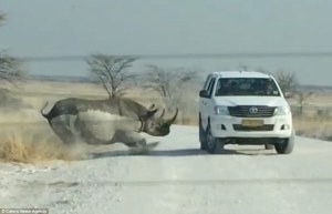 Aterrador: Un rinoceronte embistió vehículo en parque safari (video)