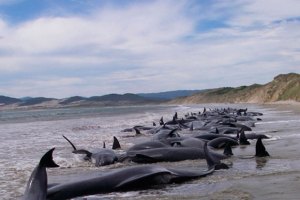 Más de 30 ballenas quedaron varadas en una playa de Indonesia