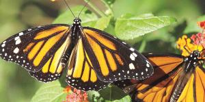 Las mariposas monarca resisten las inusuales nevadas en México