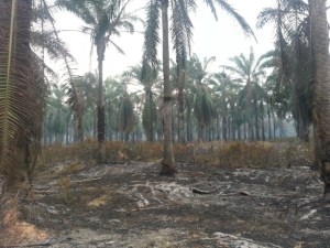 Unas 1.300 hectáreas de palma aceitera fueron devoradas en el Sur del Lago por incendio